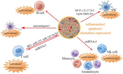 Extracellular vesicle-mediated intercellular and interorgan crosstalk of pancreatic islet in health and diabetes